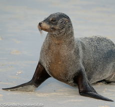 Galapagos-Tiere46.jpg